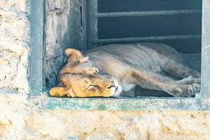 dormido león en caliente clima foto