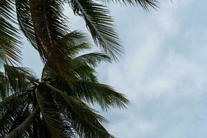 Under coconut trees, Copy space and free space area photo