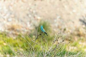 Beautiful background with bird in wild nature around vegetation photo