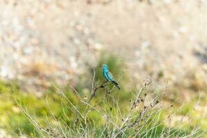 Beautiful background with bird in wild nature around vegetation photo