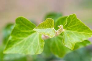 Fresh background closeup plant greenery natural light photo