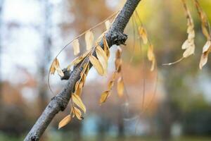 natural salvapantallas y antecedentes con otoño tema y estacional colores paisaje foto