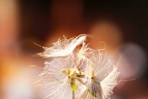 Abstract background screensaver closeup of dandelion flower and its seeds photo