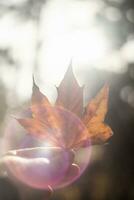 natural salvapantallas y antecedentes con otoño tema y estacional colores paisaje foto