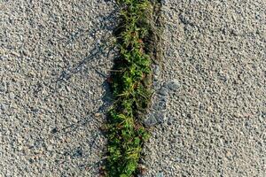 Green grass growing through cracked asphalt as a concept of nature's vitality photo