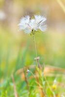 Seasonal flower on a background of sun rays. Dandelion useful for life meadow plant photo