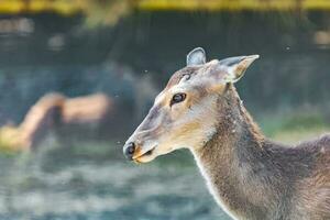 Animal - red deer outdoors photo