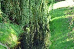 Green trees in the city park photo