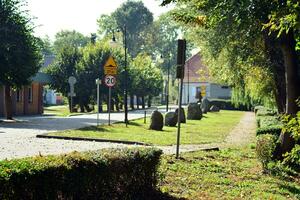 Green trees in the city park photo