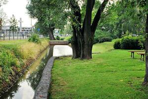 Green trees in the city park photo