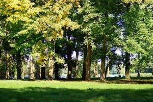 Green trees in the city park photo