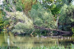 Green trees in the city park photo