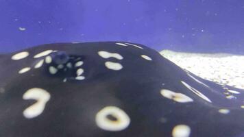 Black stingrays with white dots swimming under water, 4K video background. Blurred sea animals close view