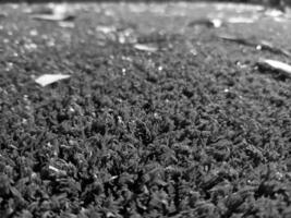 Black and white grass background close view, grayscale grass photo