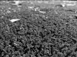 Black and white grass background close view, grayscale grass photo