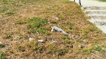 Iguana on grass Tulum ruins Mayan site temple pyramids Mexico. video