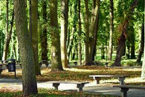 Green trees in the city park photo