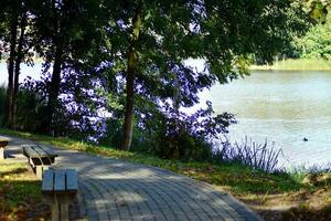 lago en el parque foto