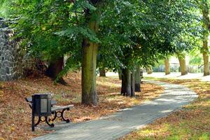 Green trees in the city park photo