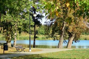 Green trees in the city park photo