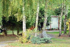 Green trees in the city park photo