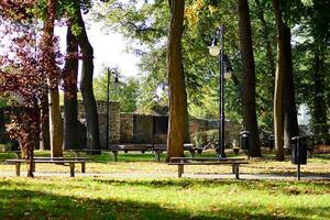 Green trees in the city park photo