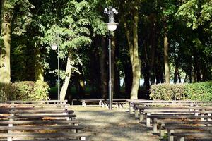 Green trees in the city park photo