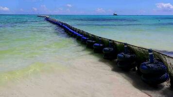 algas marinas sargazo red caribe playa agua playa del carmen México. video