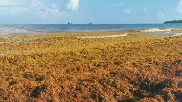 Beautiful Caribbean beach totally filthy dirty nasty seaweed problem Mexico. video