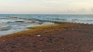 Caribbean beach totally filthy dirty nasty seaweed pollution problem Mexico. video