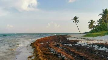 tropisk karibiska strand vatten tång sargazo playa del carmen Mexiko. video