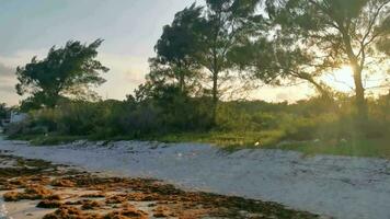 tropicale caraibico spiaggia acqua alga marina sargazo con tramonto Messico. video