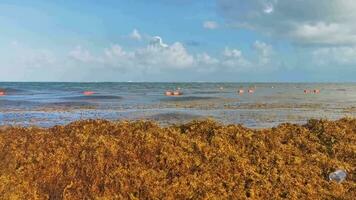 Beautiful Caribbean beach totally filthy dirty nasty seaweed problem Mexico. video