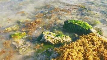 dentro playa del carmen México. video