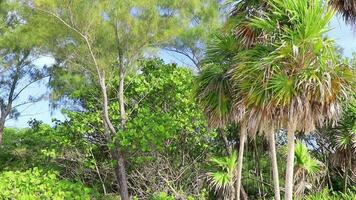 Tropical green exotic Caribbean Maya Chit palm palms rainforest Mexico. video