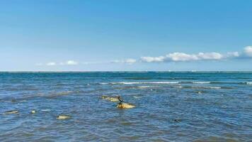 neotropi coda lunga cormorano su roccia pietra a spiaggia Messico. video