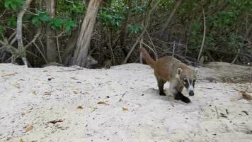 coati coati tirando su col naso e ricerca per cibo tropicale giungla Messico. video