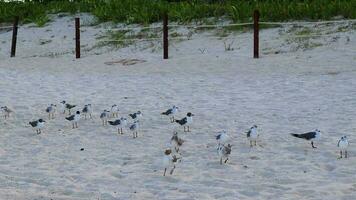 gaviota gaviotas caminando sobre la arena de la playa playa del carmen mexico. video