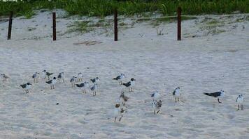 fiskmås seagulls gående på strand sand playa del carmen Mexiko. video