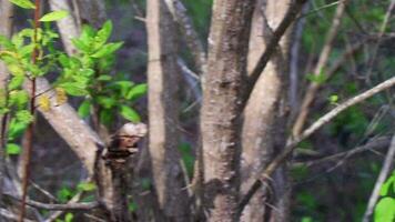 coati coatis snusande och Sök för mat tropisk djungel Mexiko. video