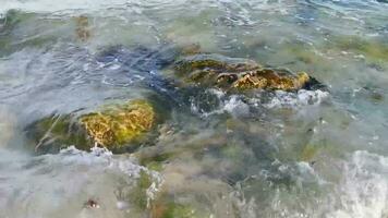 pierres roches coraux turquoise vert bleu eau sur la plage mexique. video