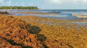 belle plage des caraïbes totalement sale sale méchant problème d'algues mexique. video