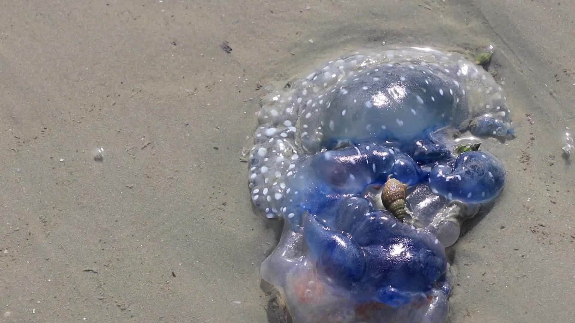 Qualle Auf Sand - Rezepte Suchen