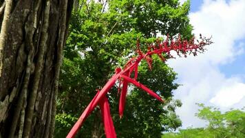 tropisch fabriek met mooi rood stam bloem in coba Mexico. video