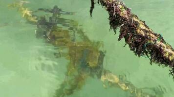 touwen in de water met mos en zee onkruid Mexico. video
