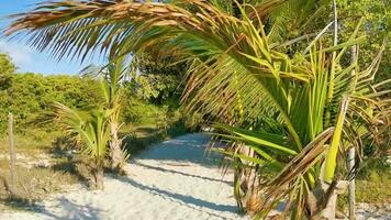 Caribbean beach nature palm trees plant jungle forest nature Mexico. video