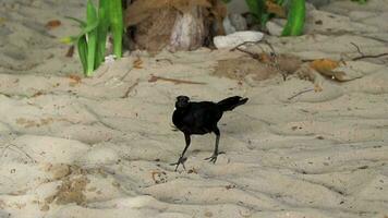 coda grande grackle uccello uccelli a piedi su spiaggia sabbia Messico. video