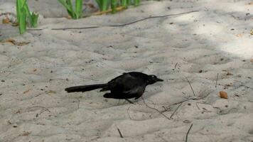 gran cola grackle pájaro aves caminando en playa arena México. video