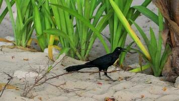 Großschwanz grackle Vogel Vögel Gehen auf Strand Sand Mexiko. video