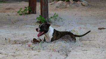 Stray dog playing with coconut in snout on beach Mexico. video